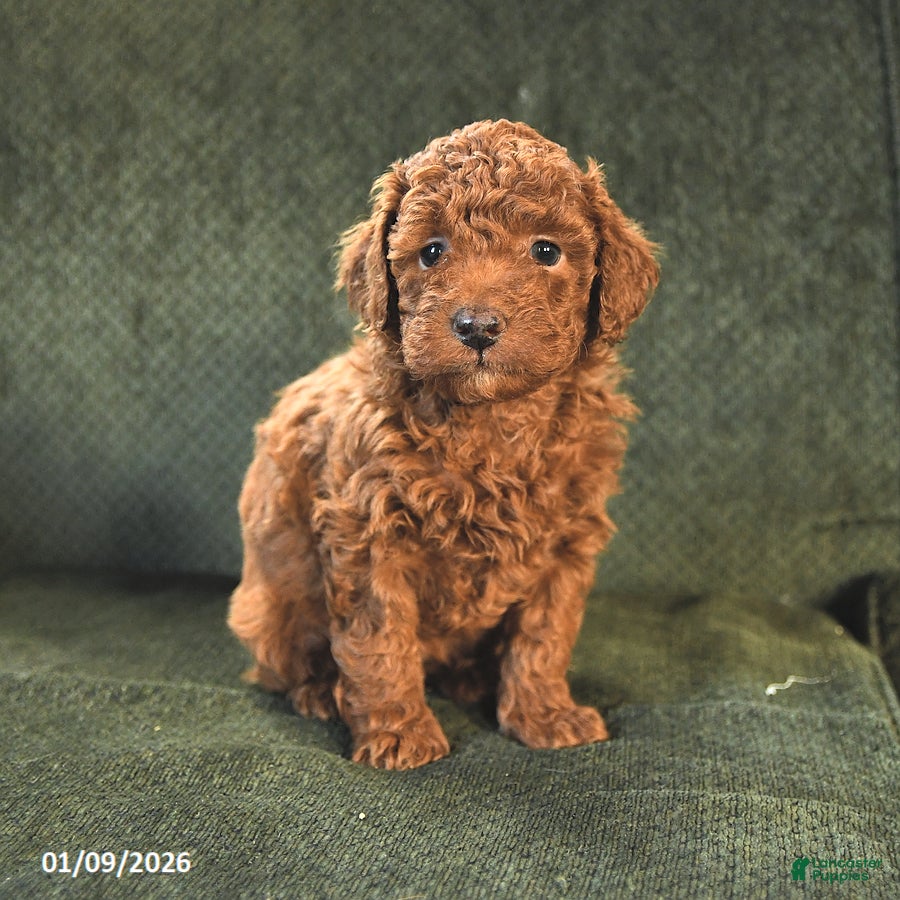 Miniature Poodle dogs Nikki - Ad 13