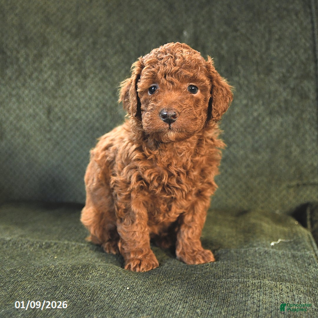 Miniature Poodle dogs for sale: Nikki - Ad 1