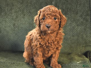 Miniature Poodle dogs Nikki - Ad 41