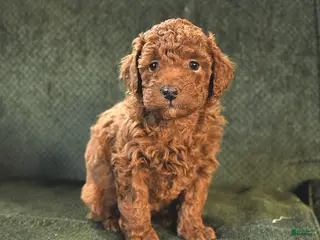 Miniature Poodle dogs Nikki - Ad 7