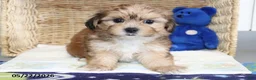 Shorkie dogs for sale: Minnie - Ad 3