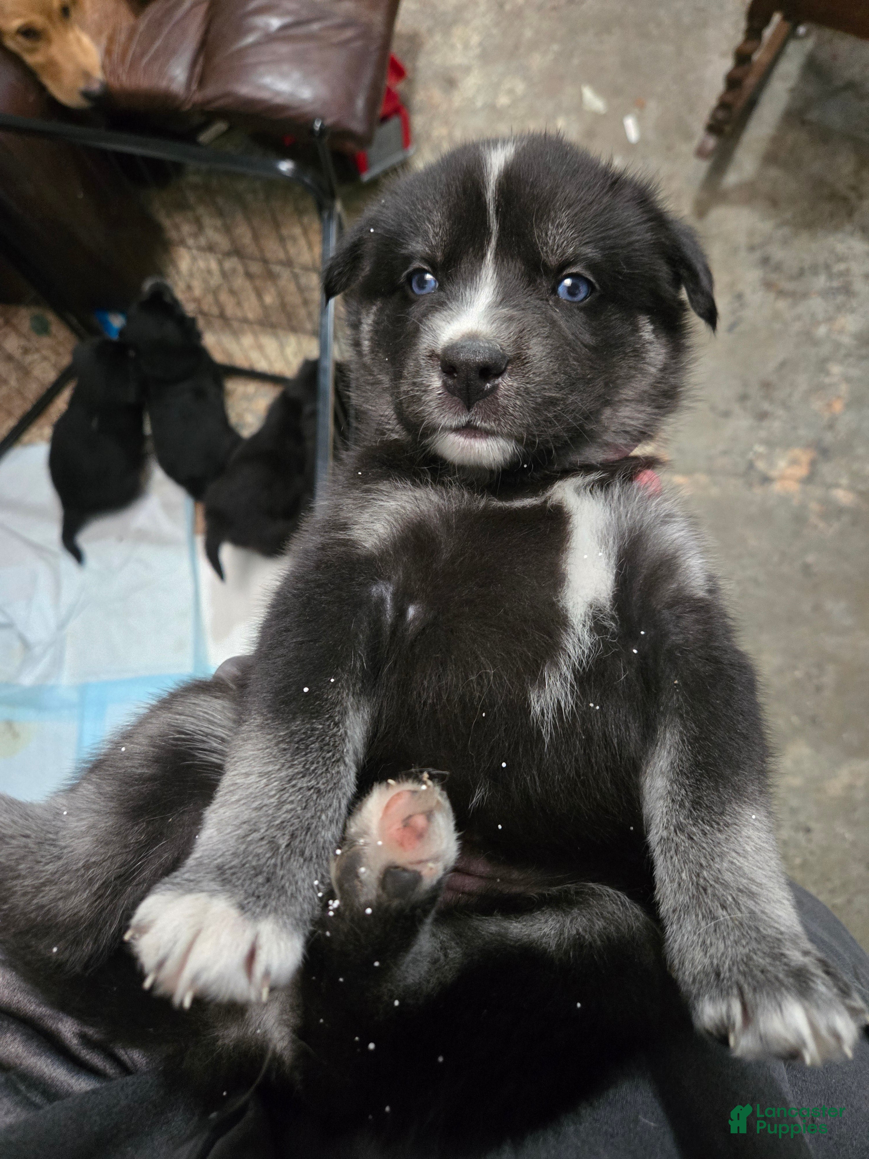 Goberian dogs Goberian dark blue Puppy 5 - Ad 20