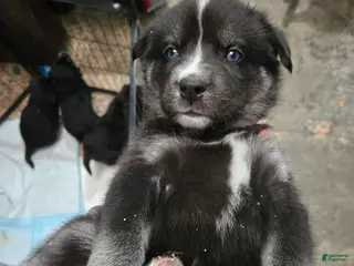 Goberian dogs Goberian dark blue Puppy 5 - Ad 10