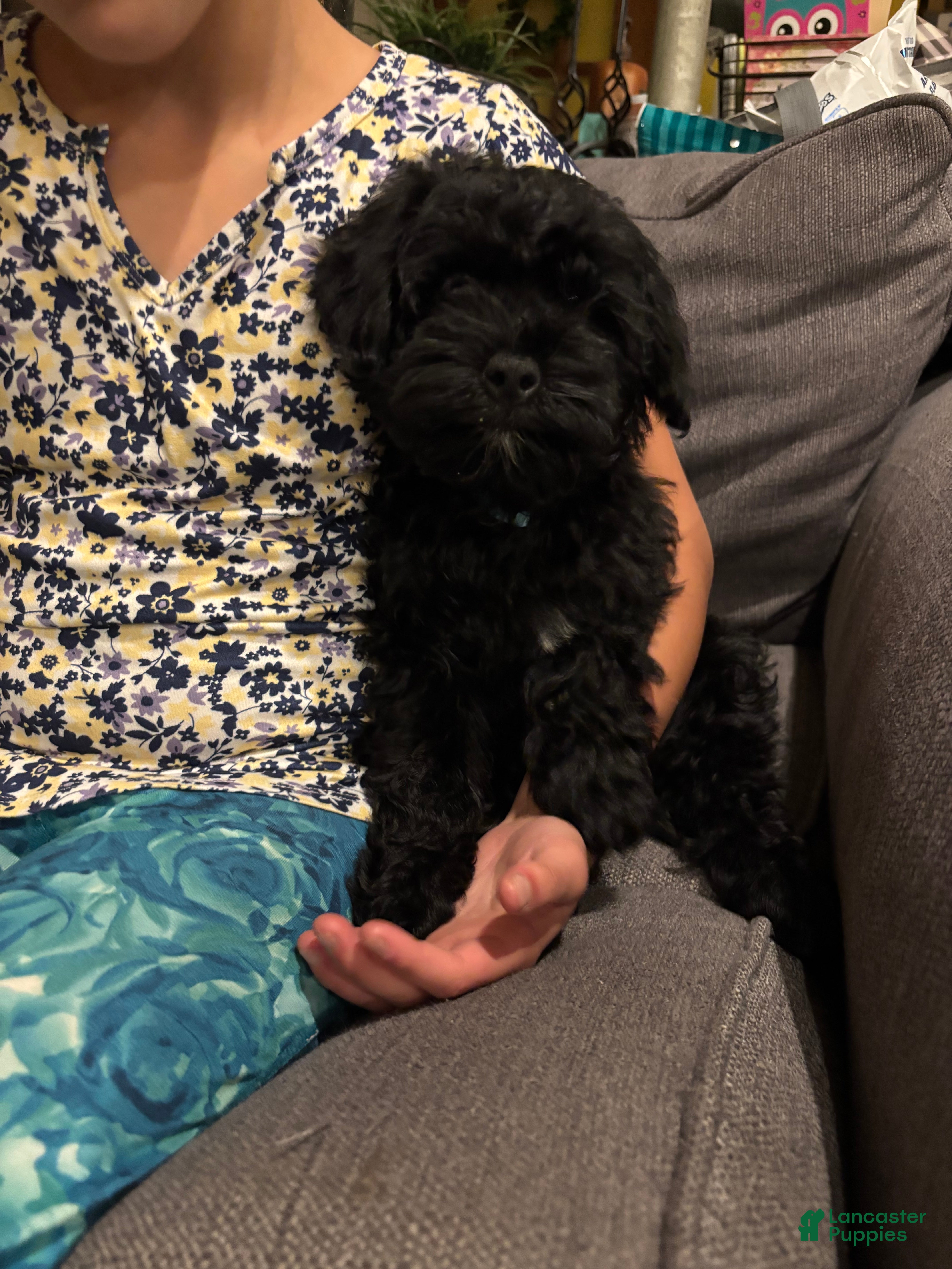 Mini Goldendoodle dogs for sale:  Gunner - Ad 3