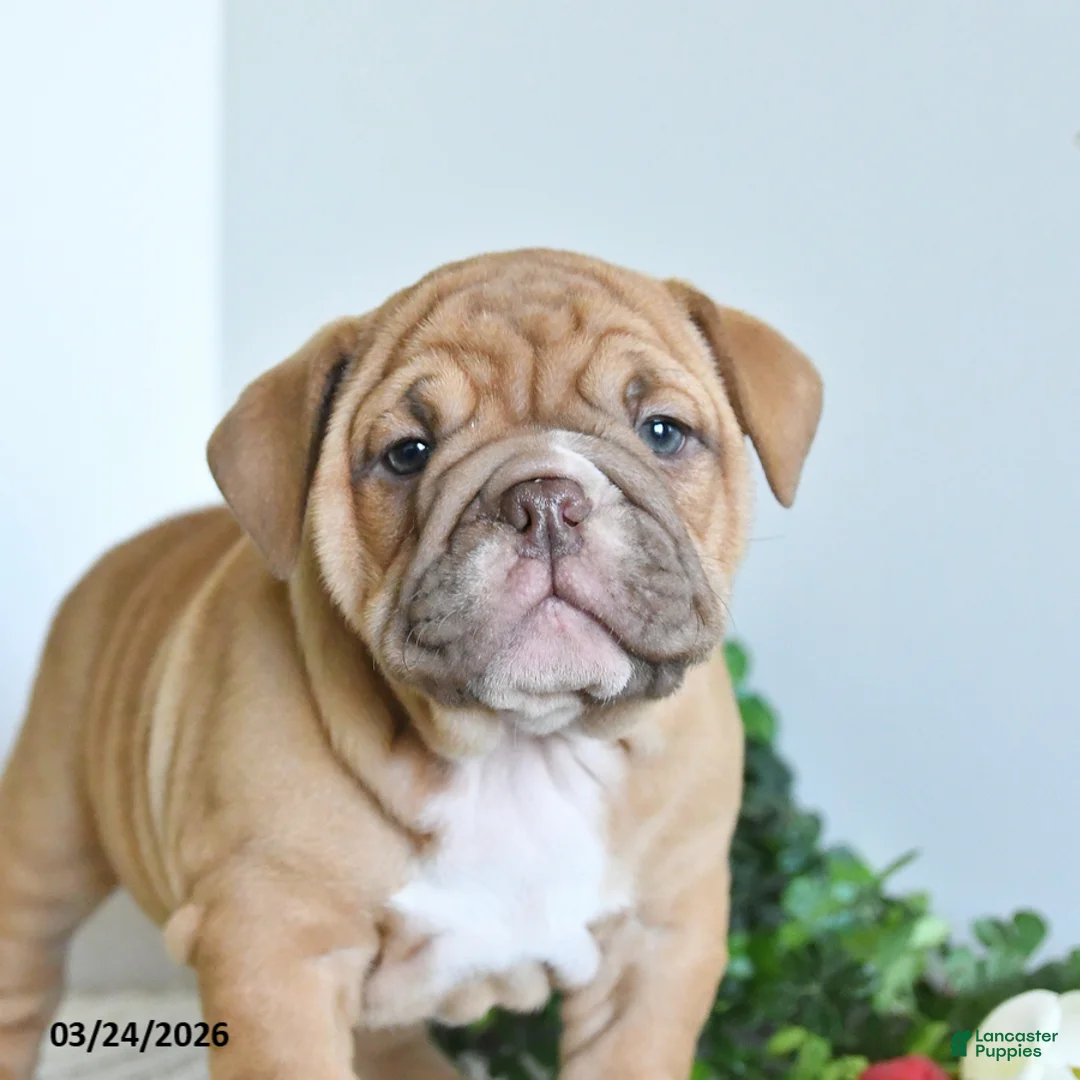 English Bulldog dogs for sale: Tilly - Ad 2