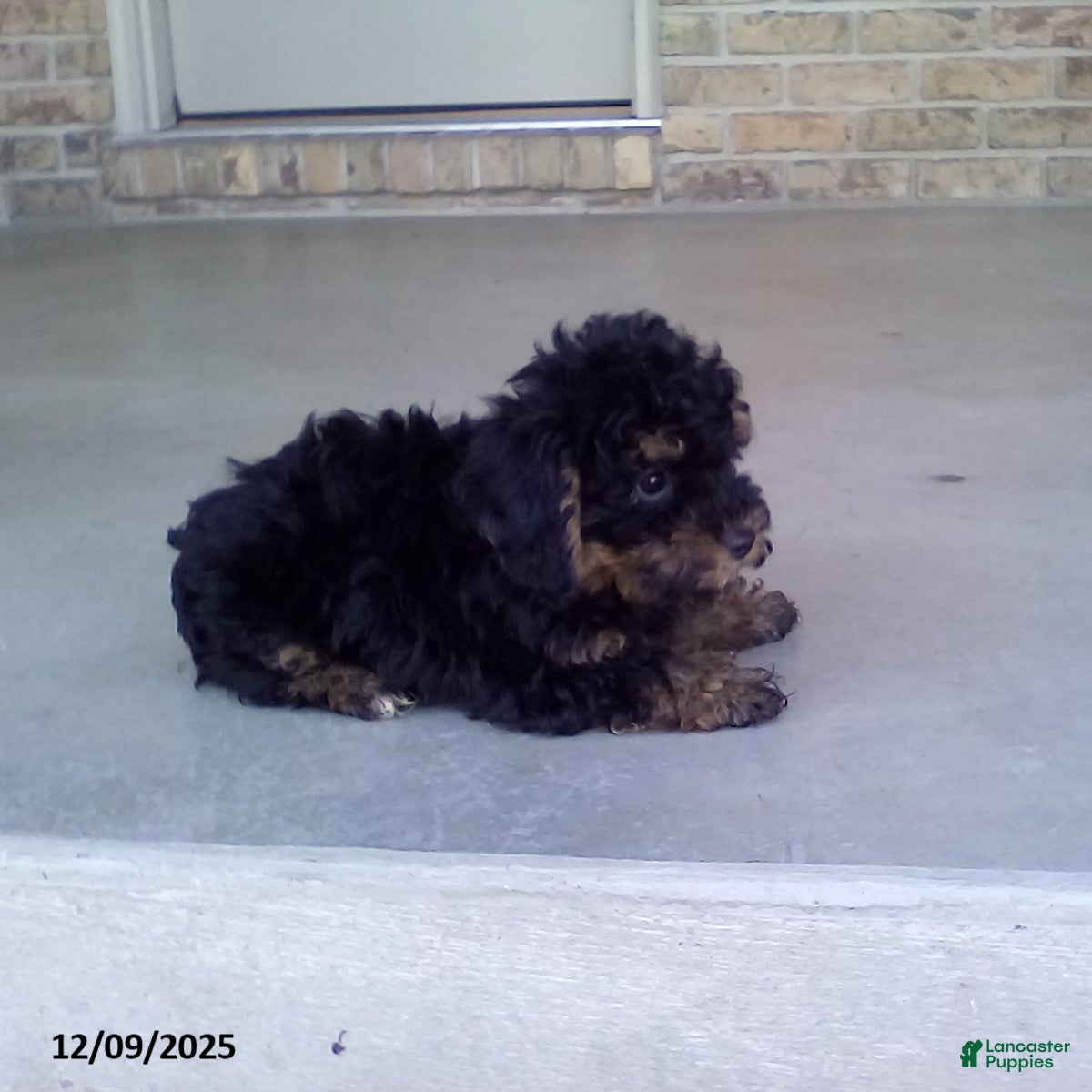 Yorkiepoo dogs Tyler - Ad 27
