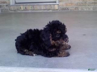 Yorkiepoo dogs Tyler - Ad 15