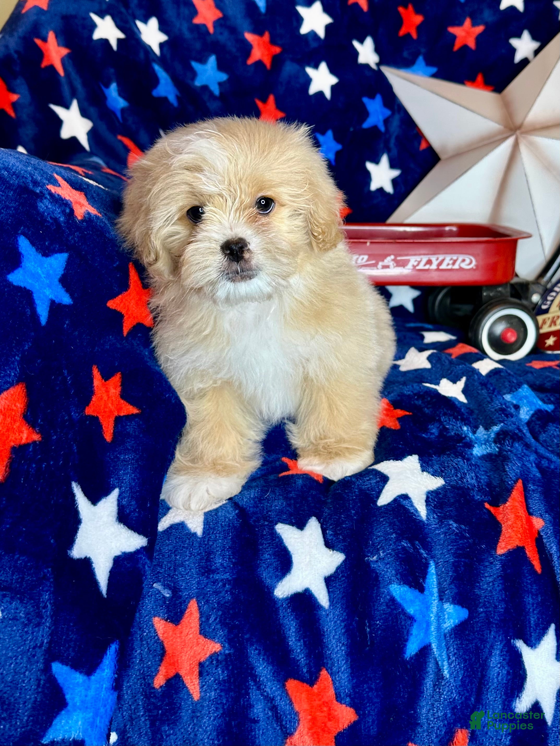 Pekapoo dogs Woody - Ad 2