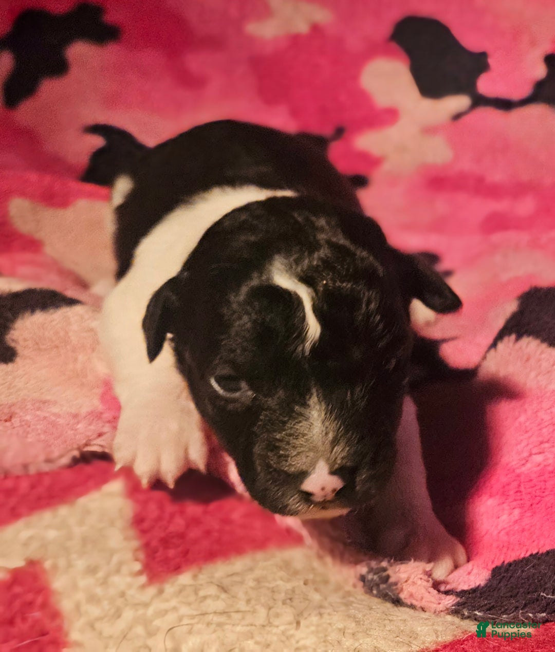 Chihuahua dogs for sale: Cindy - Ad 1