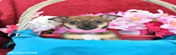Chihuahua dogs for sale: Mocha - Ad 2