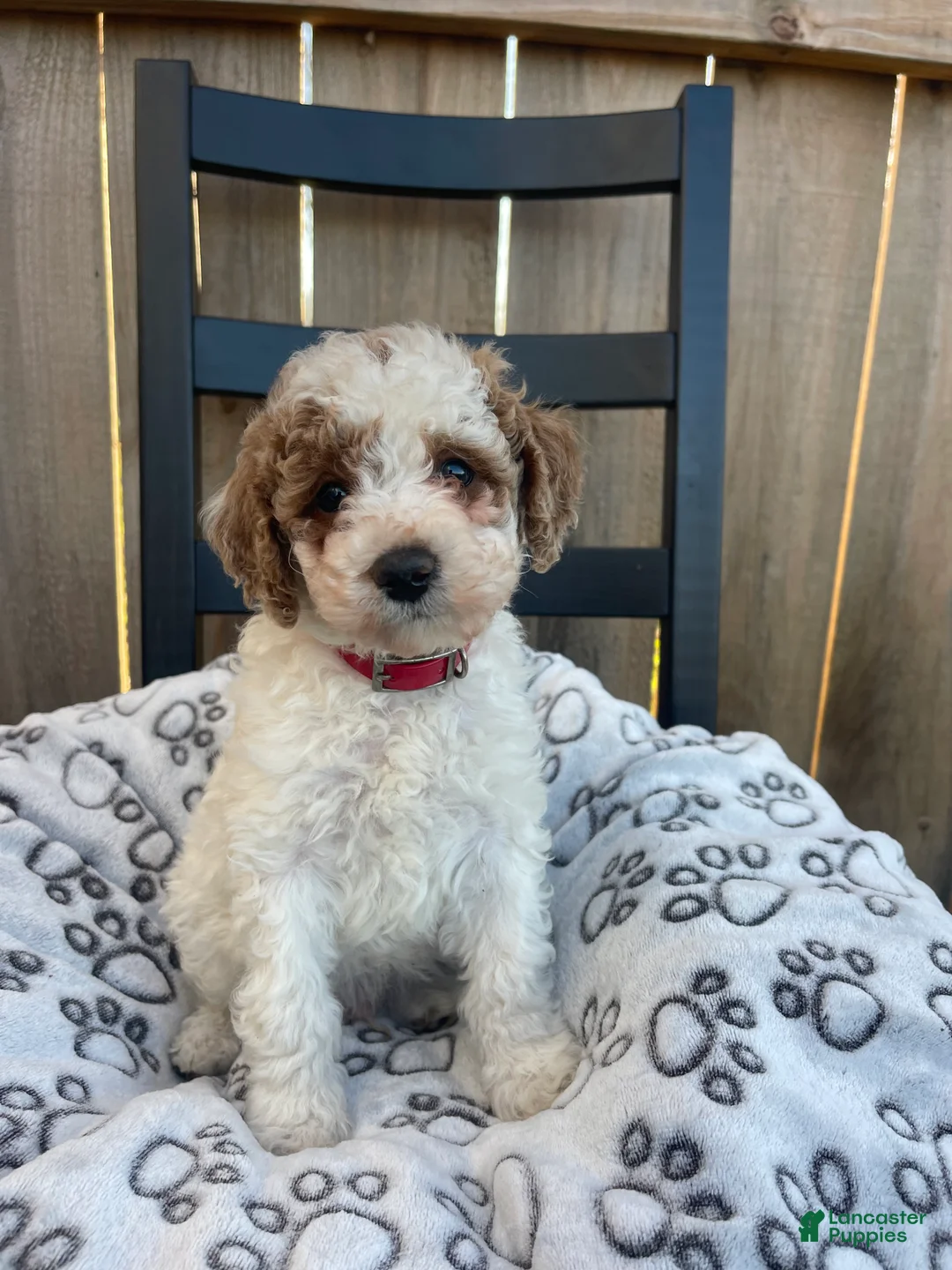 Mini Goldendoodle dogs for sale: Buddy (mini goldendoodle) - Ad 3