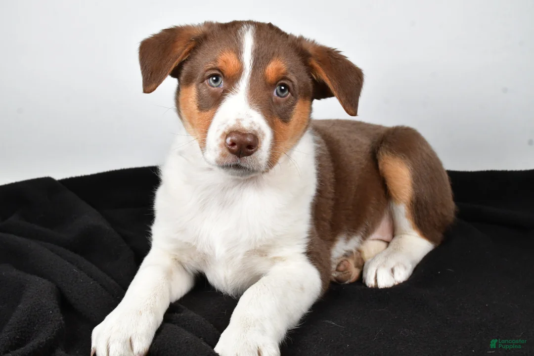 Mixed Breed dogs for sale: Kate - Ad 6