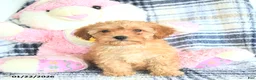 Havapoo dogs for sale: Daisy - Ad 5