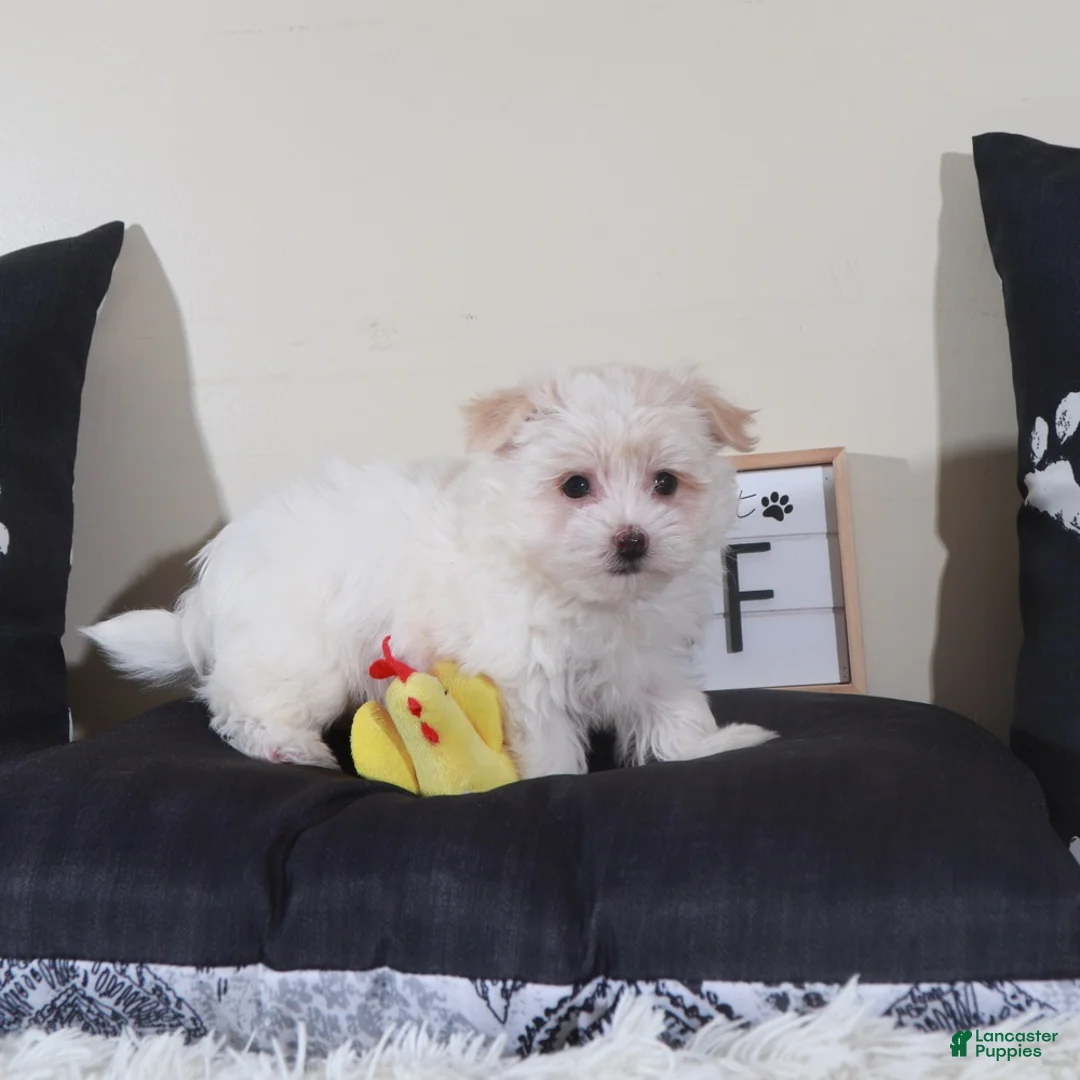 Havanese dogs for sale: Havanese Puppy Tanner - Ad 1