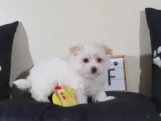 Havanese dogs Havanese Puppy Tanner - Ad 16