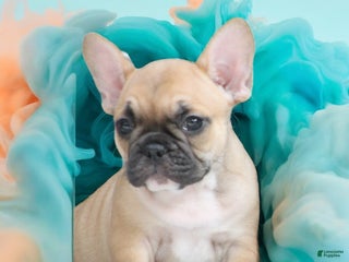 French Bulldog dogs - Ad 26