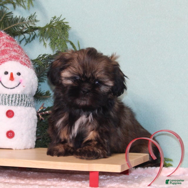 Shih Tzu dogs Magic - Ad 15