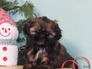 Shih Tzu dogs Magic - Ad 15