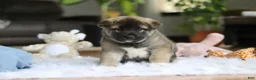 Akita dogs for sale: Ace - Ad 6