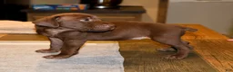 German Shorthaired Pointer dogs for sale: Ruthie, solid liver female - Ad 4