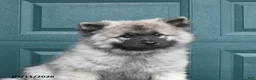 Keeshond dogs for sale: Sailor - Ad 4