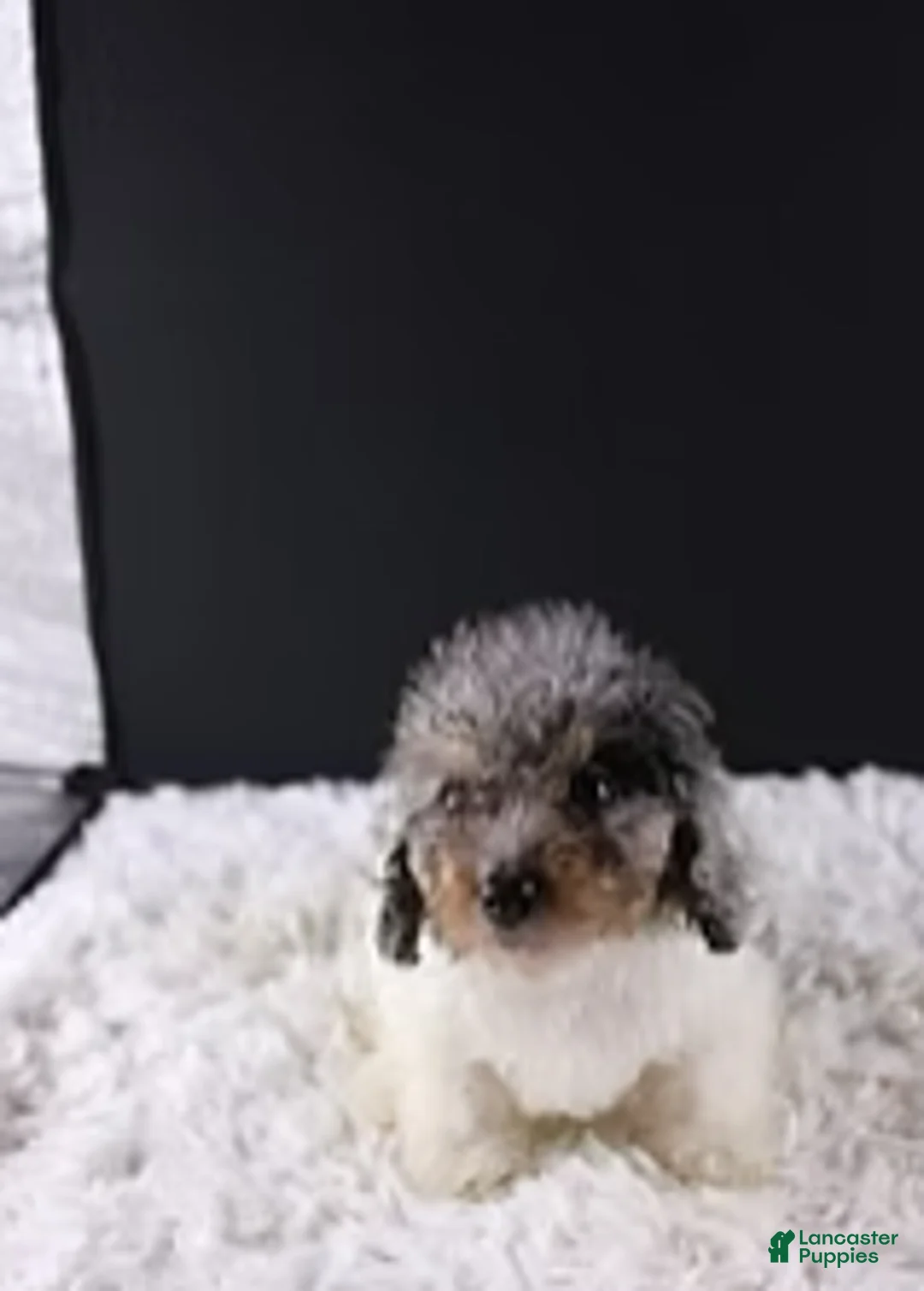 Toy Poodle dogs for sale: Jasper - Ad 3