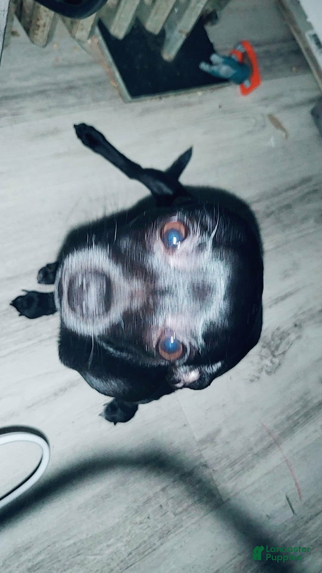 Chipoo dogs for sale: Chipoo Puppy 2 - Ad 16