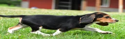 Beagle dogs for sale: Sammy - Ad 5