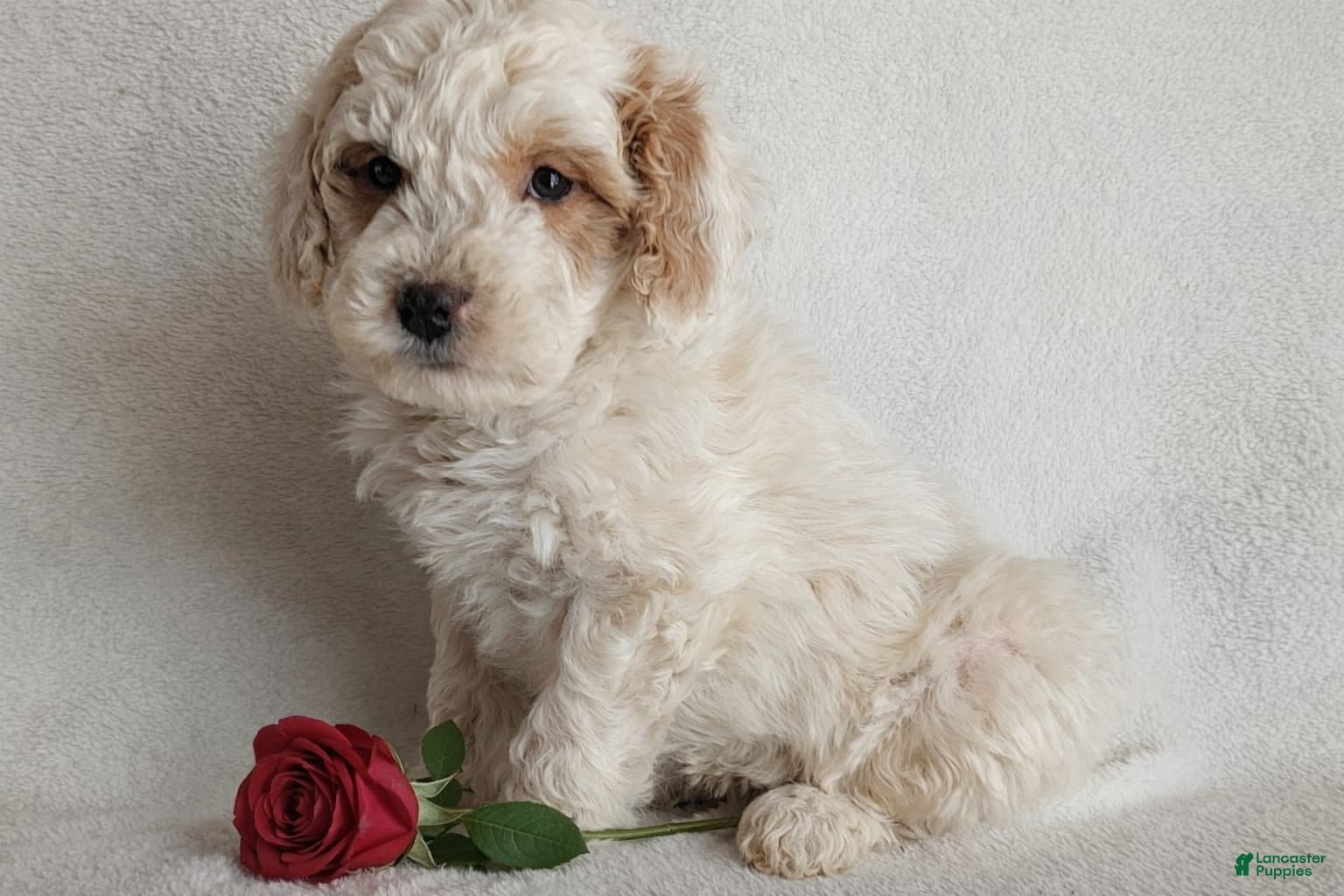 Mini Goldendoodle dogs Dixie F1B - Ad 17