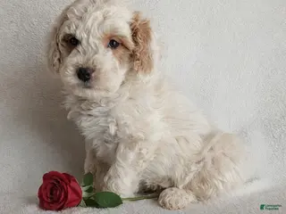 Mini Goldendoodle dogs Dixie F1B - Ad 17