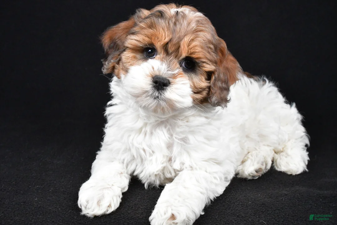 Cockapoo dogs for sale: Alice - Ad 6