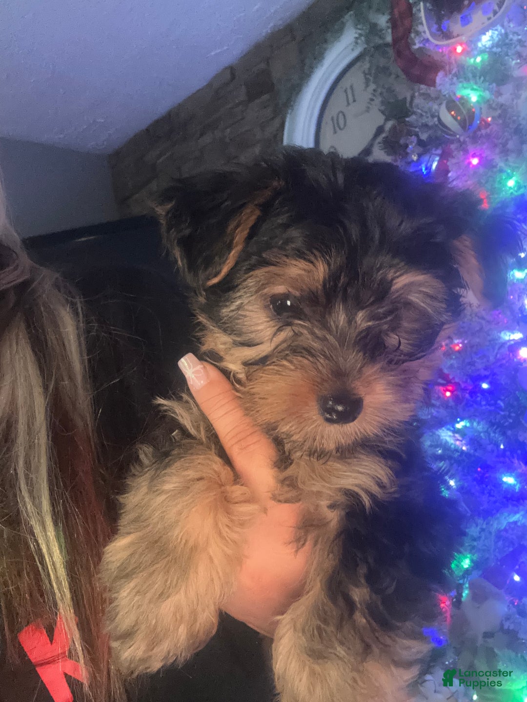 Yorkshire Terrier dogs for sale: Yorkshire Terrier sue - Ad 3