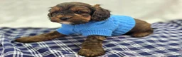 Cockapoo dogs for sale: Nebula - Ad 6
