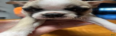 Boston Terrier 1 - Daisy Mae