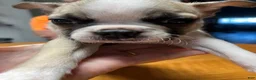 Boston Terrier dogs for sale: Boston Terrier 1 - Daisy Mae - Ad 1