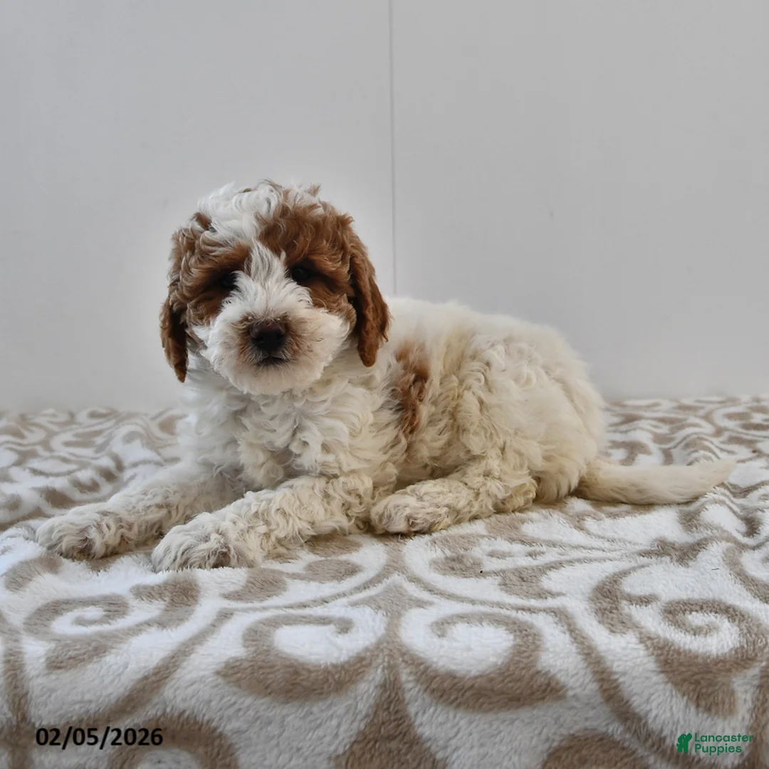 Mini Goldendoodle dogs for sale: Oakley - Ad 1