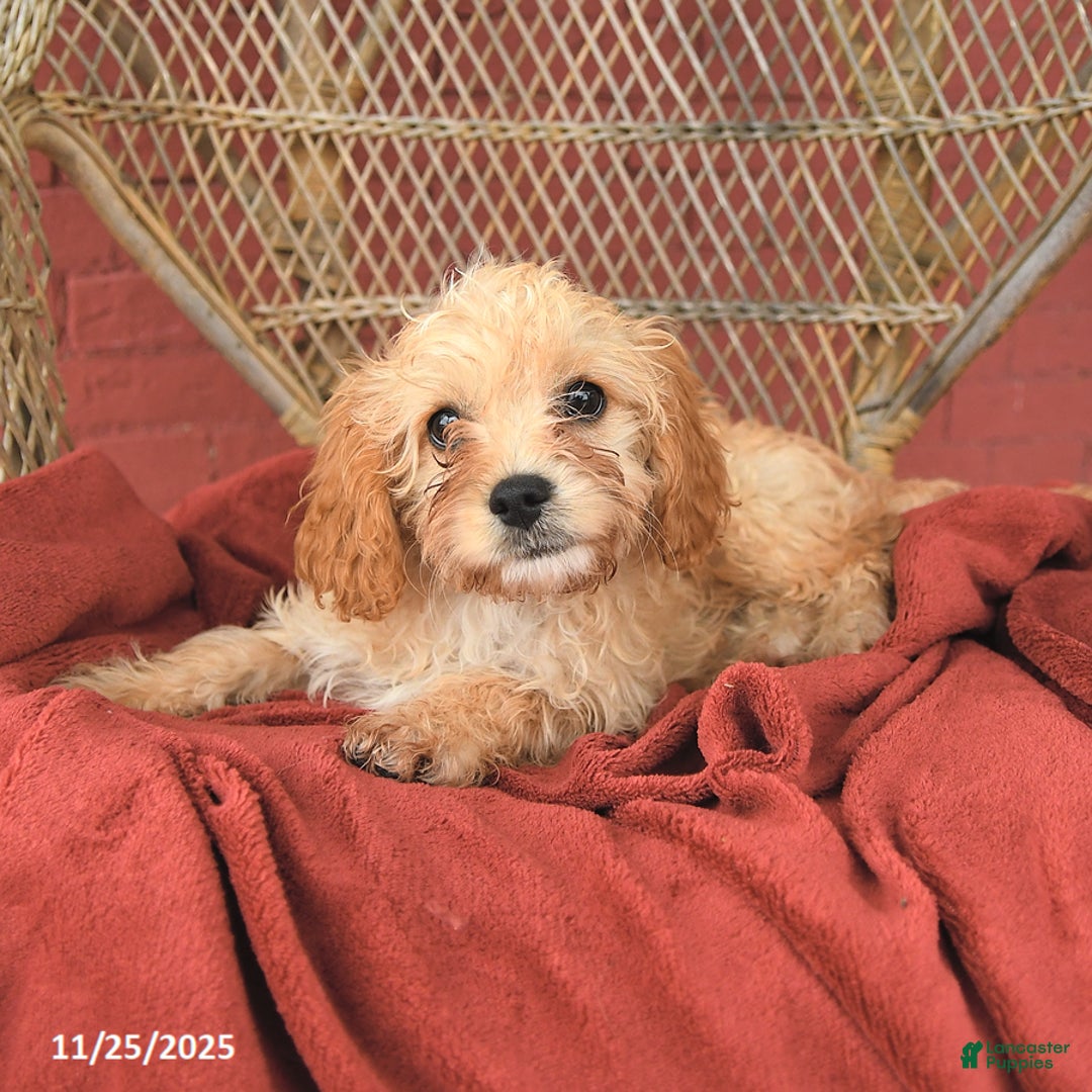 Cavapoo dogs for sale: Daffodil - Ad 5