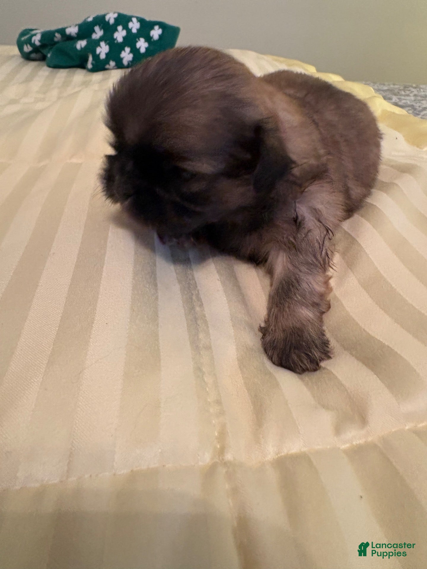 Shih Tzu dogs for sale: Wynona - Ad 1