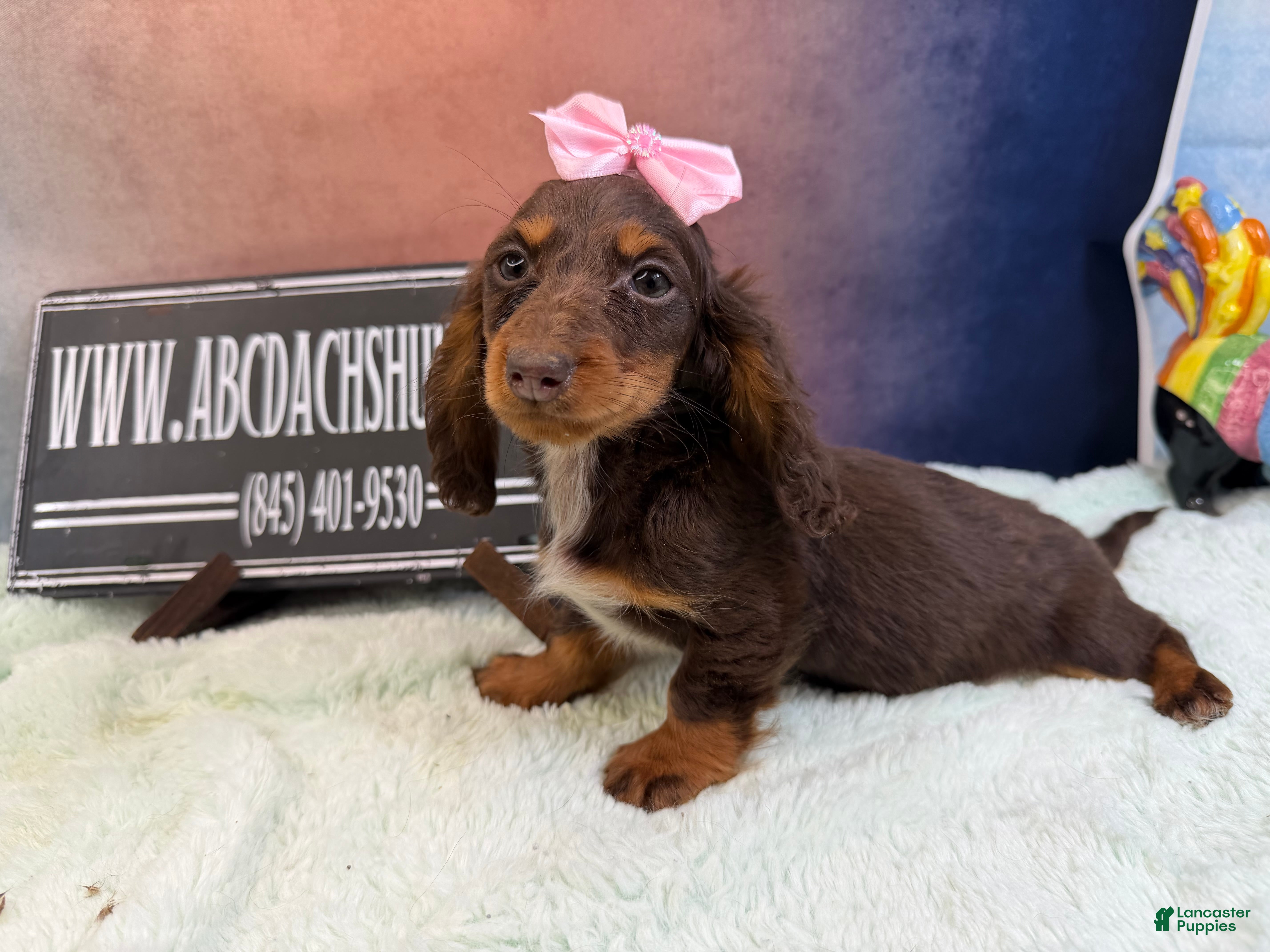 Miniature Dachshund dogs Russian AKC  - Ad 26