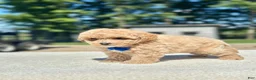 Maltipoo dogs for sale: Marshall  - Ad 4