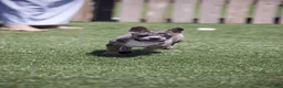 French Bulldog dogs for sale:  Ferrari  - Ad 4