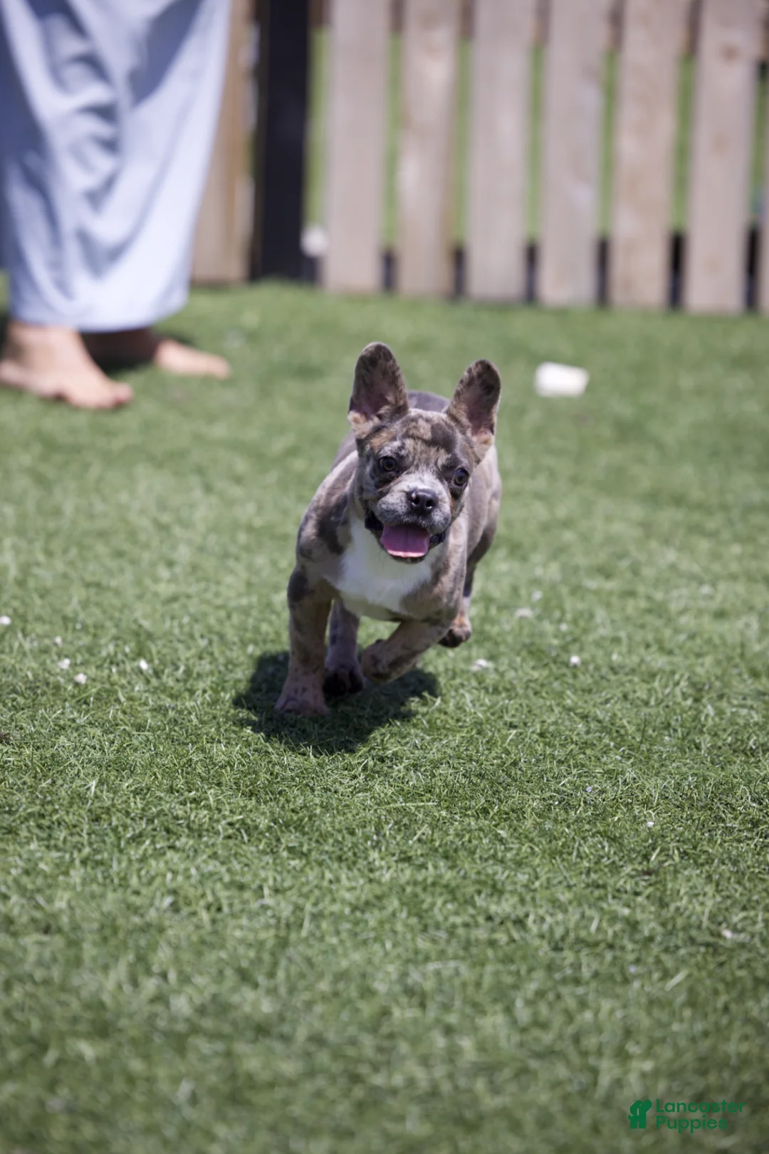 French Bulldog dogs for sale:  Ferrari  - Ad 4