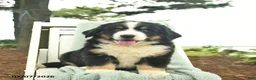 Mixed Breed dogs for sale: Ruffles  - Ad 4