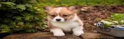 Welsh Corgi Pembroke dogs for sale: Zoe - Ad 5