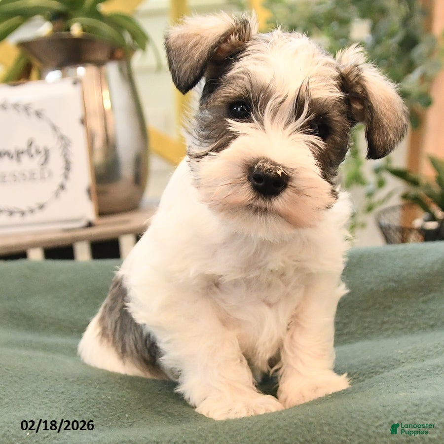 Miniature Schnauzer dogs Bonnie - Ad 2