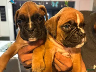 Boxer dogs for sale: Boxer Daisy & Lily Puppy 4 - Ad 2
