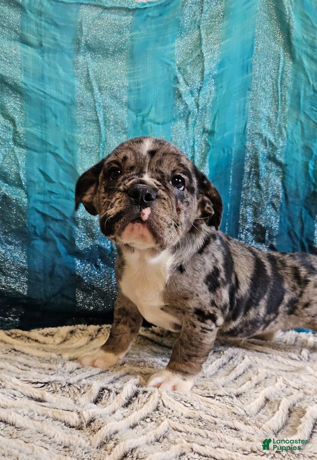 Mixed Breed dogs Bengo - Ad 34