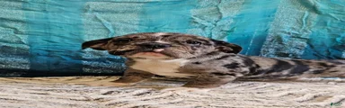 Bengo
