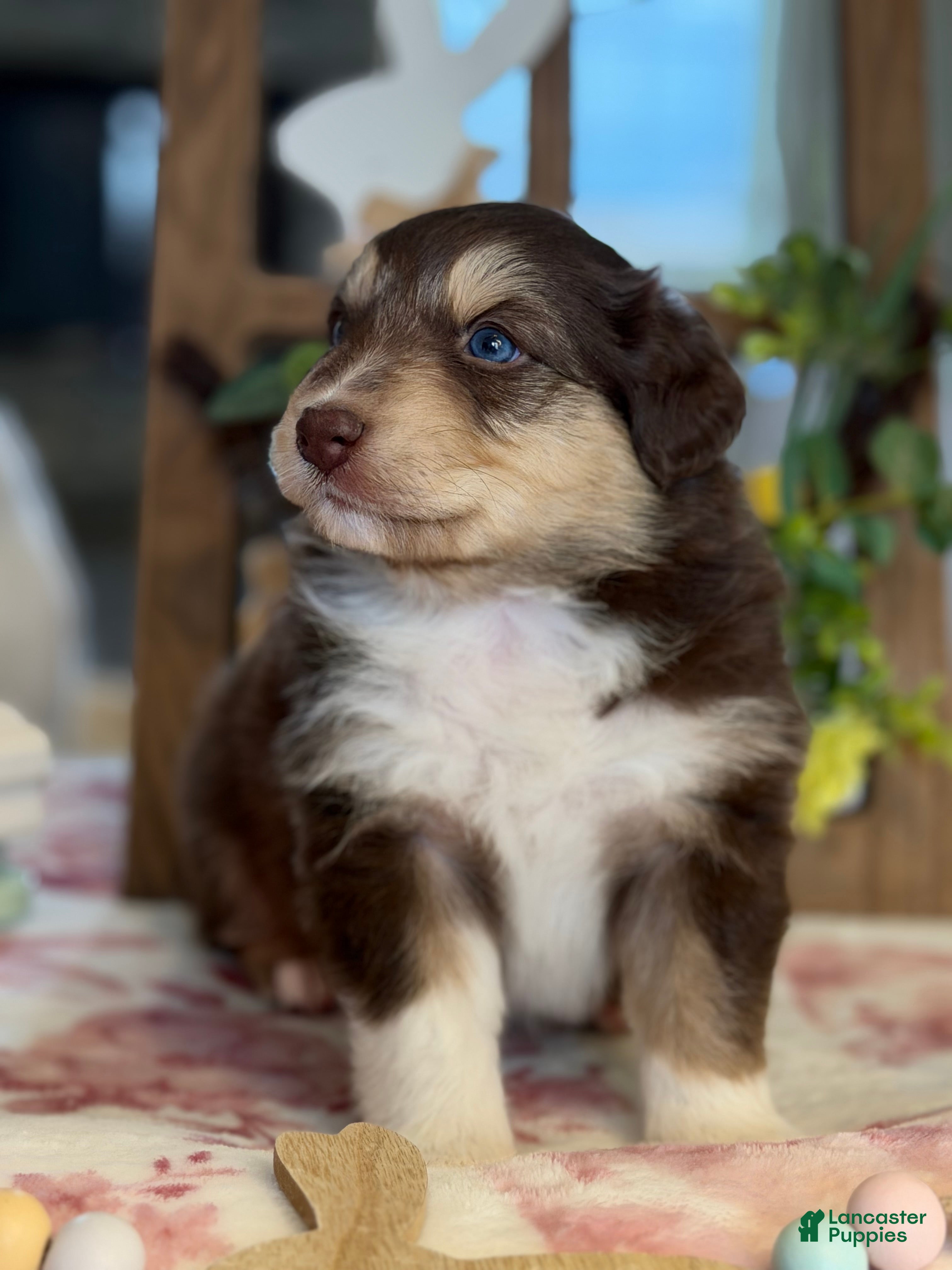 Australian Shepherd dogs Australian Shepherd Puppy 1 - Ad 20