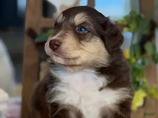 Australian Shepherd dogs Australian Shepherd Puppy 1 - Ad 20